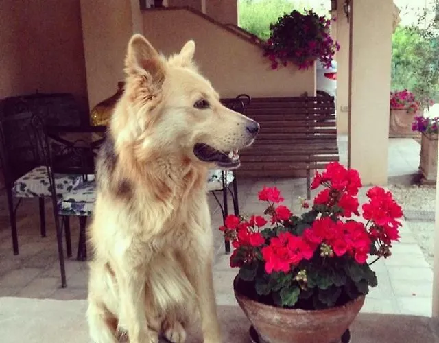 Casa de hóspedes Casa De' Trinci