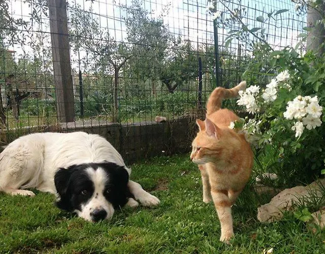 Casa de hóspedes Casa De' Trinci Foligno
